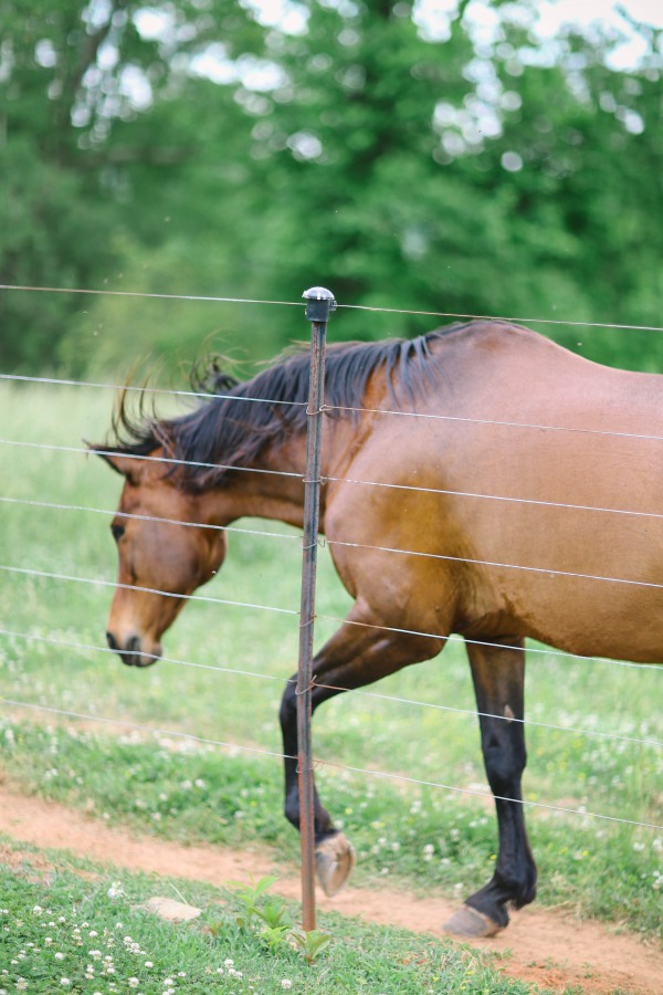 1 Horse at Lindsey Plantation in Greer SC