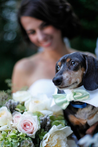 Bride taking a photo with her dachshund (wearing a bow tie)