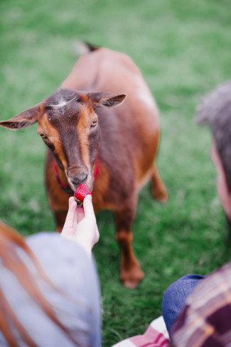 Picnic engagement shoot with goats. Couple feeding a goat a strawberry 