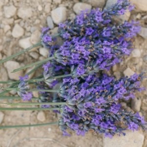 fresh-cut-lavender-bunch-on-rocks