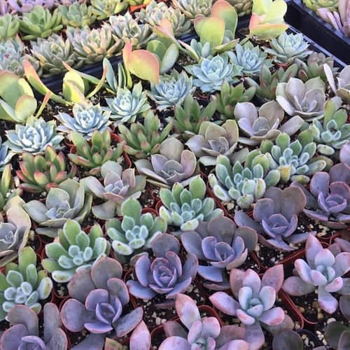 Variety of succulent plants in bulk