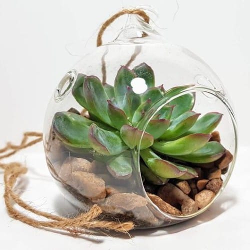 11 Beautiful Hanging Terrarium Ideas + DIY Inspiration