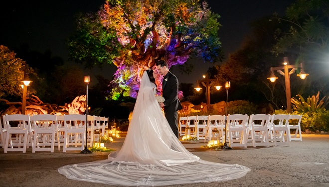 Disney tree of life wedding