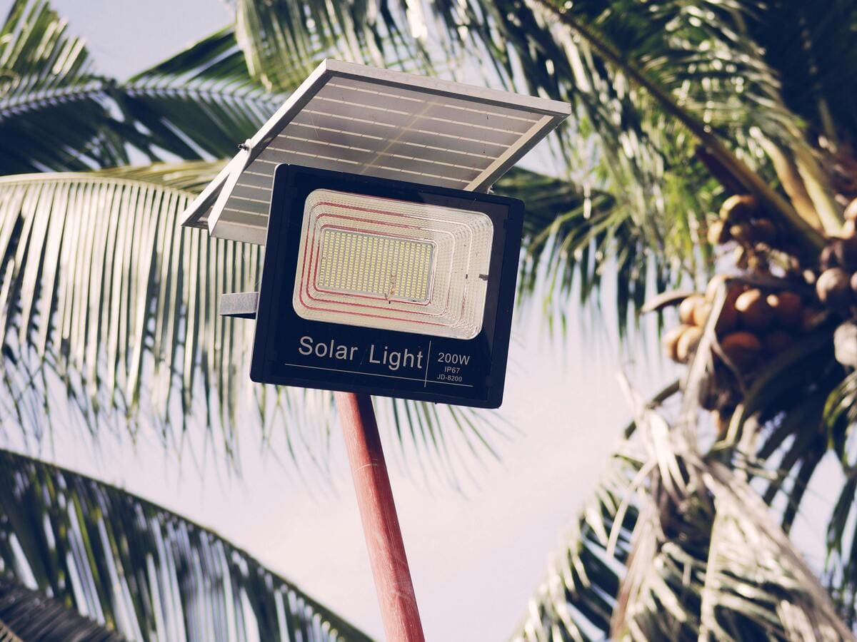Streetlamp near palm tree with coconuts